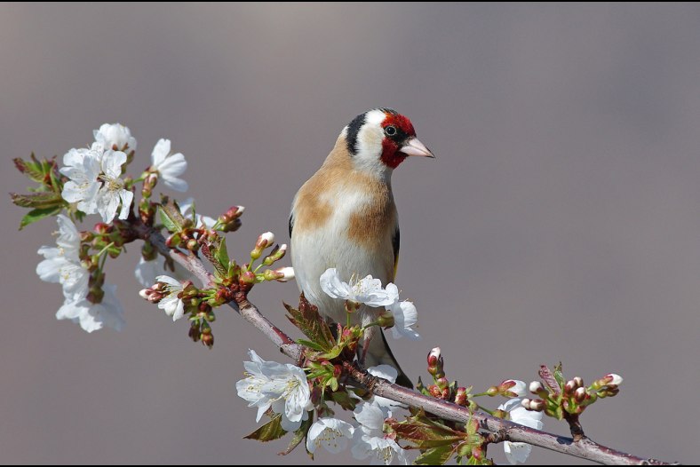 Carduelis carduelis